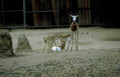 springbok family zoo Vintage A4 Photo Print