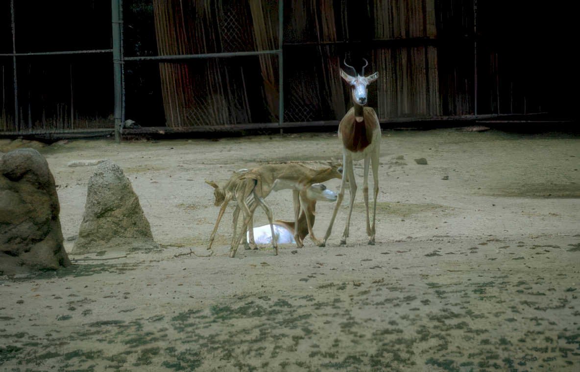 springbok family zoo Vintage A4 Photo Print