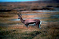 springbok grassland southafrica1980s 1990s A4 Photo Print