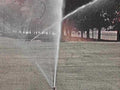 sprinkler lawn evening1980s 1990s A4 Photo Print
