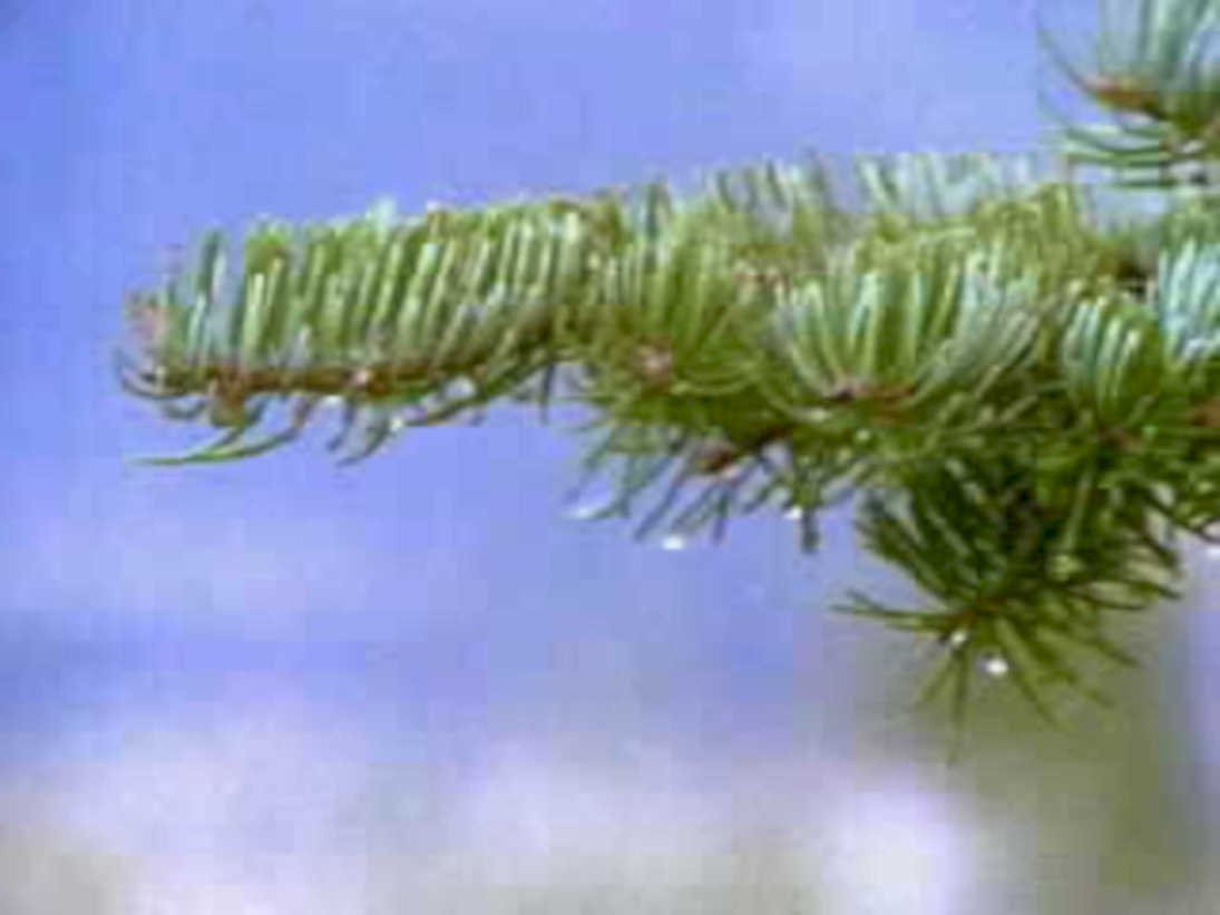 spruce branch water1980s 1990s A4 Photo Print