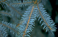 spruce branches texture Vintage A4 Photo Print