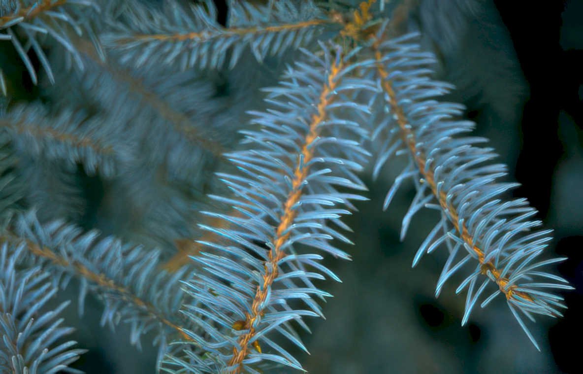 spruce branches texture Vintage A4 Photo Print