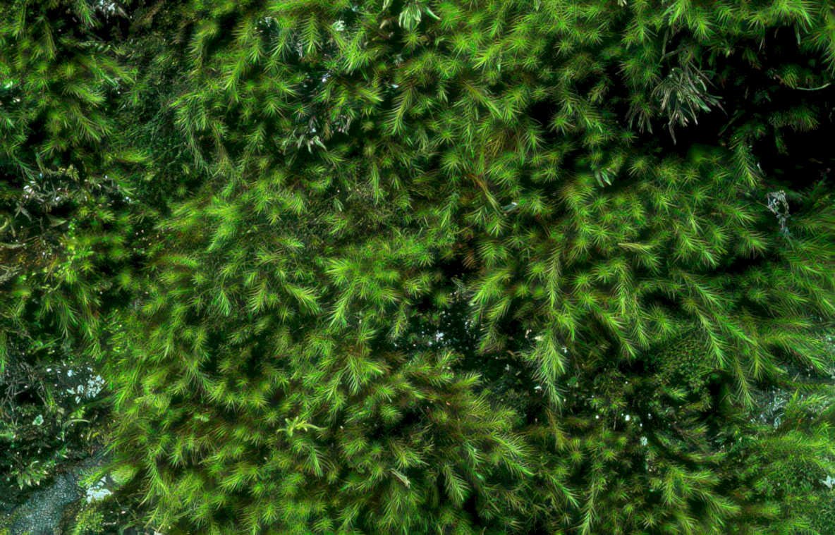 spruce moss branch Vintage A4 Photo Print