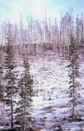 spruce ridge snow Vintage A4 Photo Print
