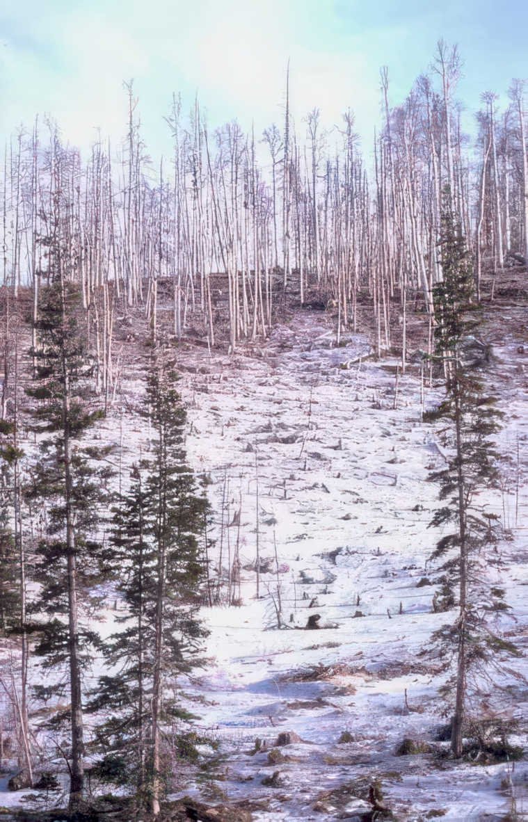 spruce ridge snow Vintage A4 Photo Print