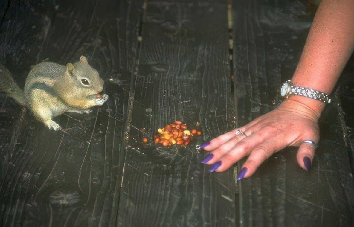 squirrel hand seeds Vintage A4 Photo Print