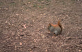 squirrel mulch leaves Vintage A4 Photo Print