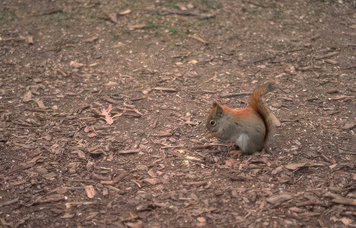 squirrel mulch leaves Vintage A4 Photo Print