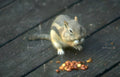 squirrel peanuts deck Vintage A4 Photo Print