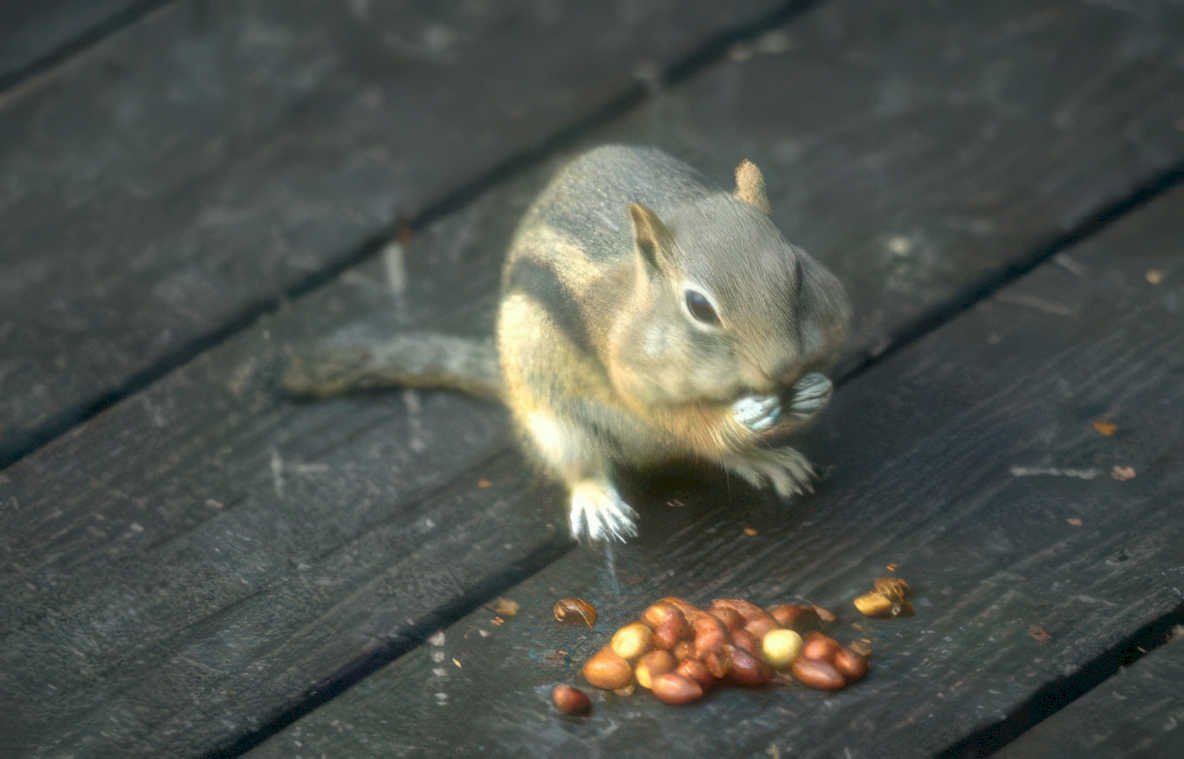 squirrel peanuts deck Vintage A4 Photo Print