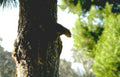 squirrel pine tree Vintage A4 Photo Print