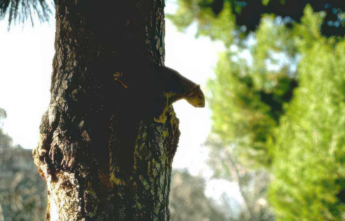 squirrel pine tree Vintage A4 Photo Print