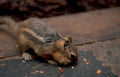squirrel seeds deck Vintage A4 Photo Print