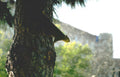 squirrel tree bark Vintage A4 Photo Print