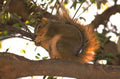 squirrel tree branch 1980s 1990s A4 Photo Print