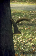 squirrel tree leaves Vintage A4 Photo Print