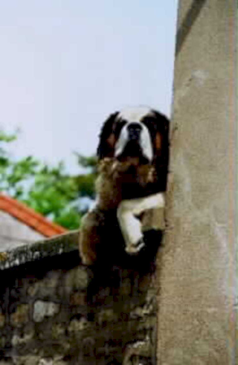st bernard dog1980s 1990s A4 Photo Print