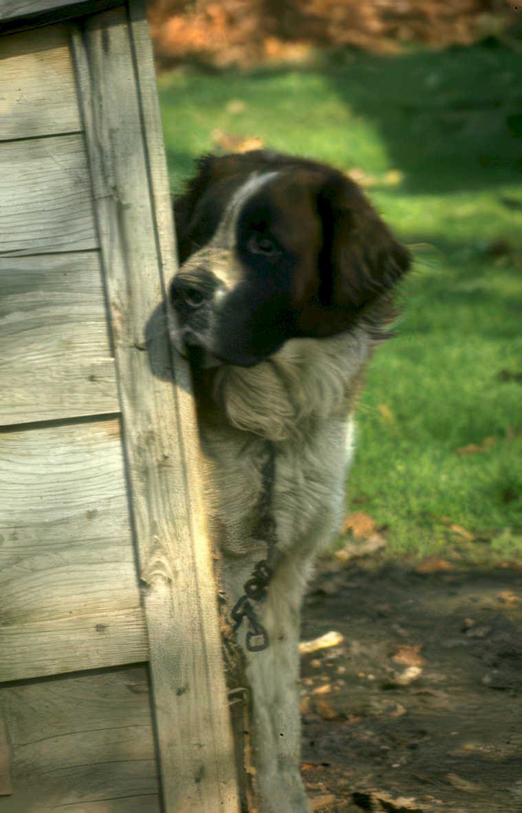 st bernard fence Vintage A4 Photo Print