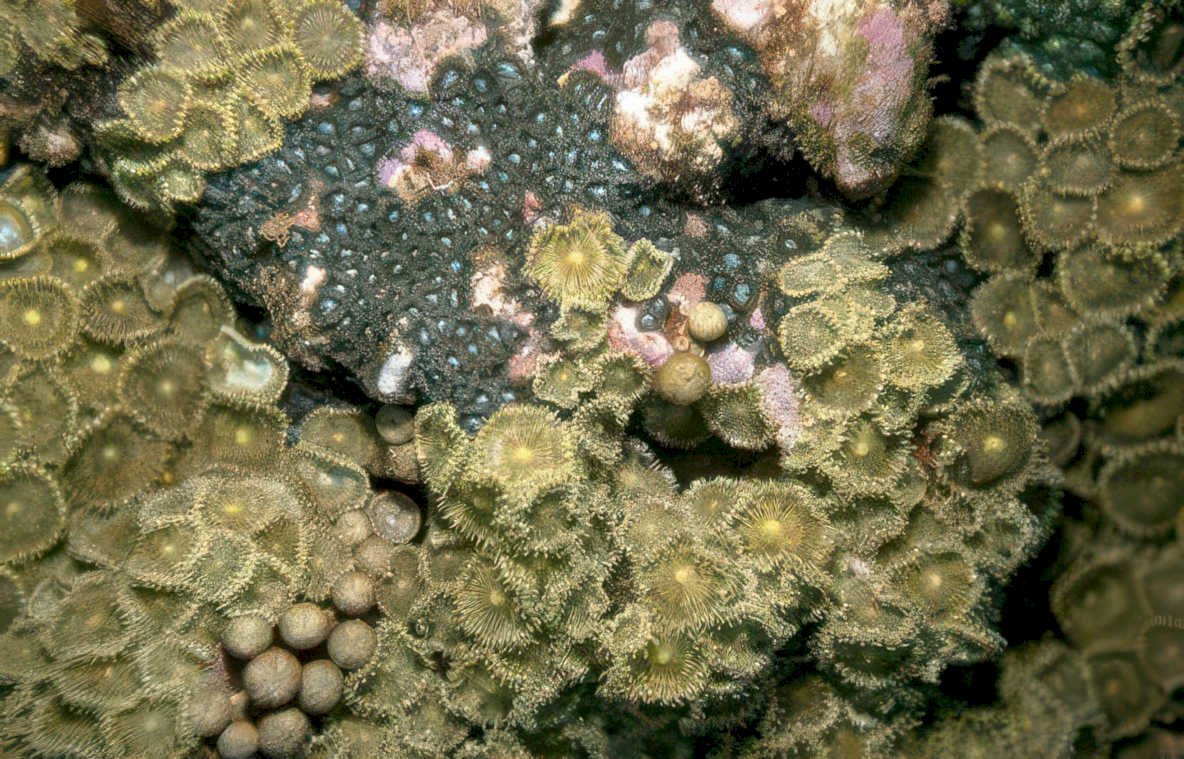 starfish barnacles tide Vintage A4 Photo Print