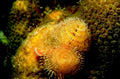 starfish coral cluster1980s 1990s A4 Photo Print