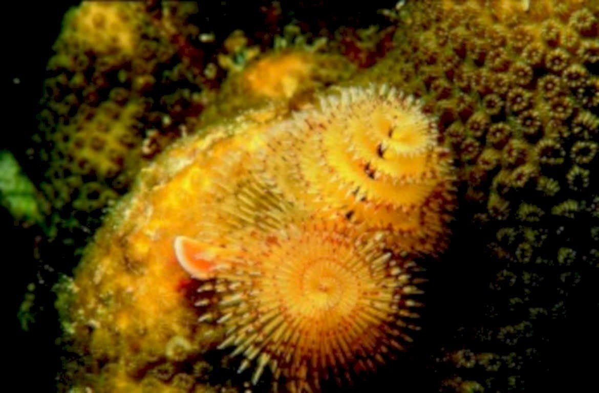 starfish coral cluster1980s 1990s A4 Photo Print