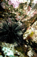 starfish coral rock GIGA 2