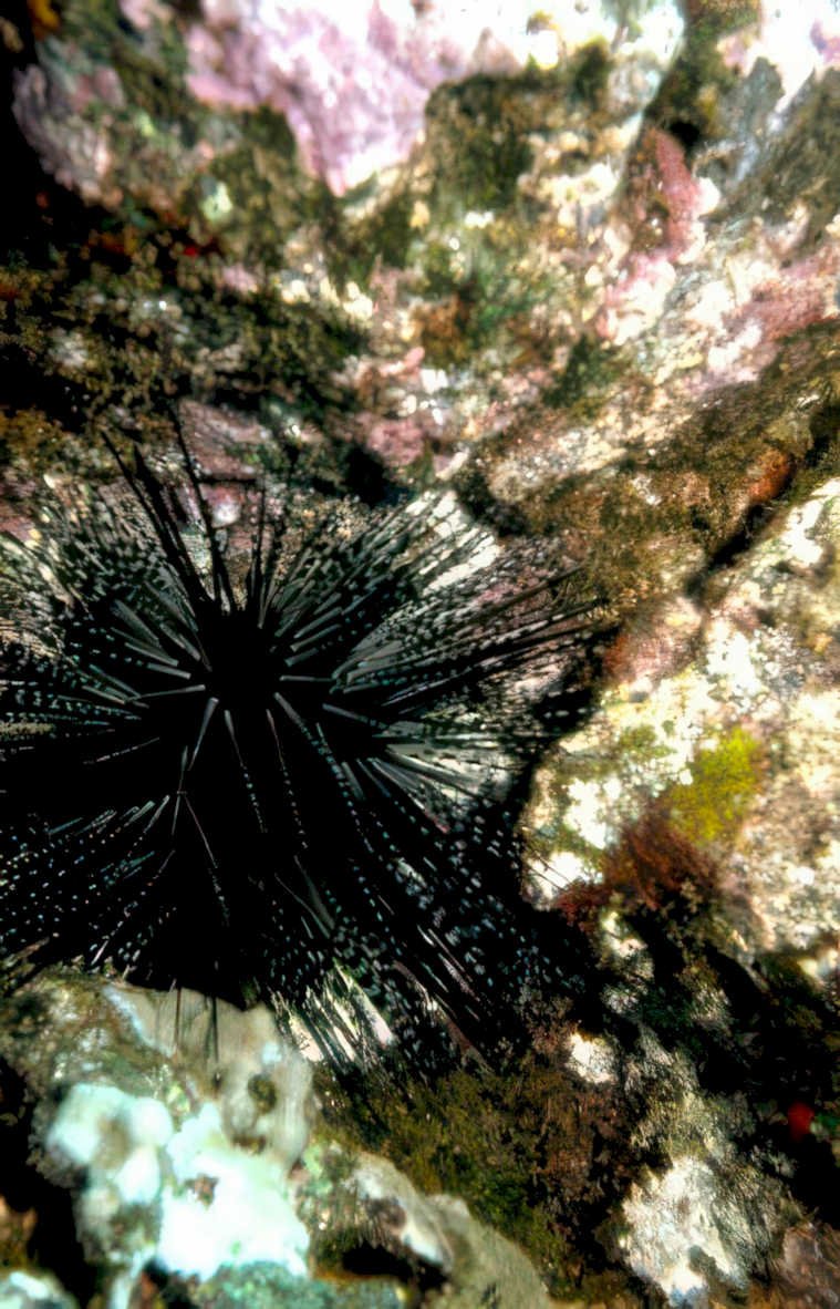 starfish coral rock GIGA 2