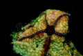 starfish orange rock1980s 1990s A4 Photo Print
