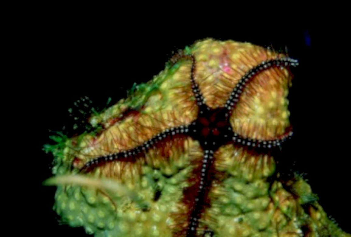 starfish orange rock1980s 1990s A4 Photo Print