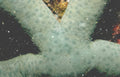 starfish reef bubbles Vintage A4 Photo Print