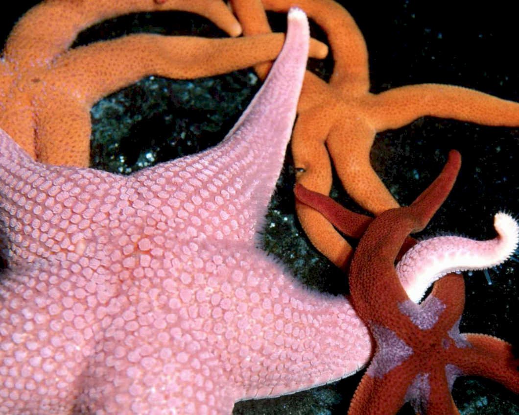 starfish seabed rocks1980s 1990s A4 Photo Print