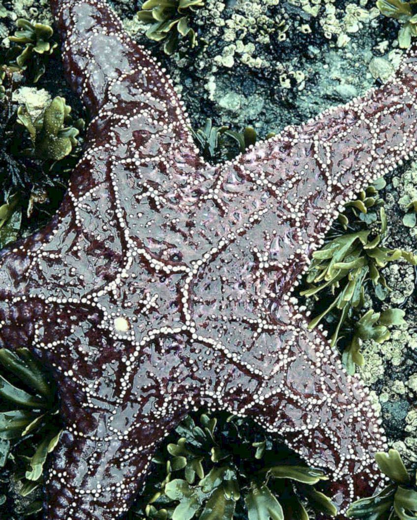 starfish seaweed rock1980s 1990s A4 Photo Print