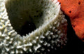 starfish sponge seabed Vintage A4 Photo Print
