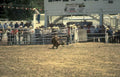 steer roping cheyenne Vintage A4 Photo Print