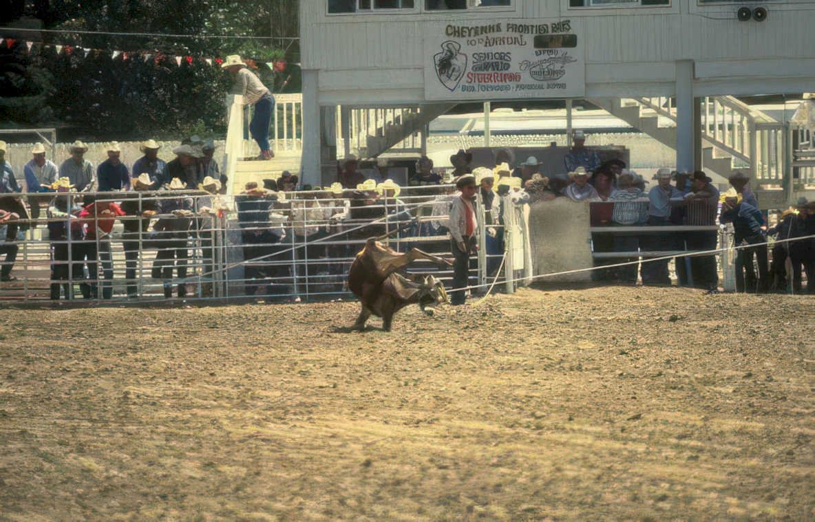 steer roping cheyenne Vintage A4 Photo Print