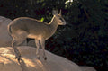 steppe gazelle namibia 1980s 1990s A4 Photo Print