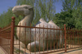 stone camel fence 1980s 1990s A4 Photo Print