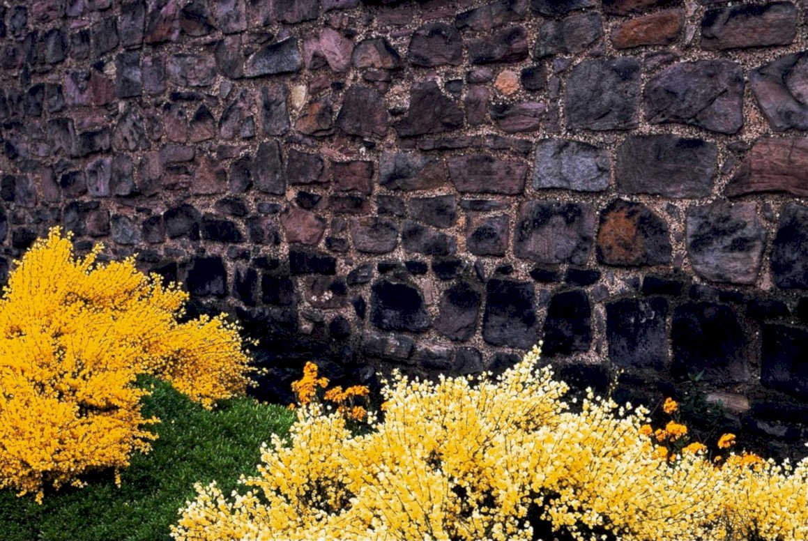 stone forsythia wall1980s 1990s A4 Photo Print