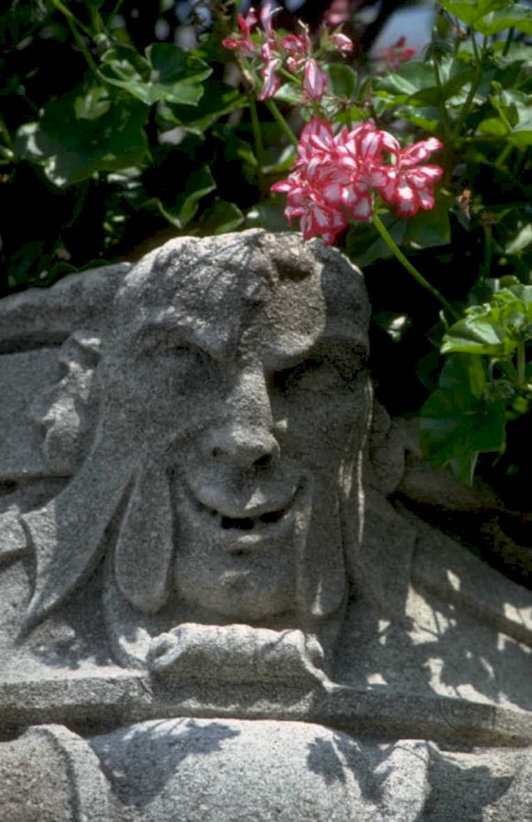 stone goat geraniums 1980s 1990s A4 Photo Print 42