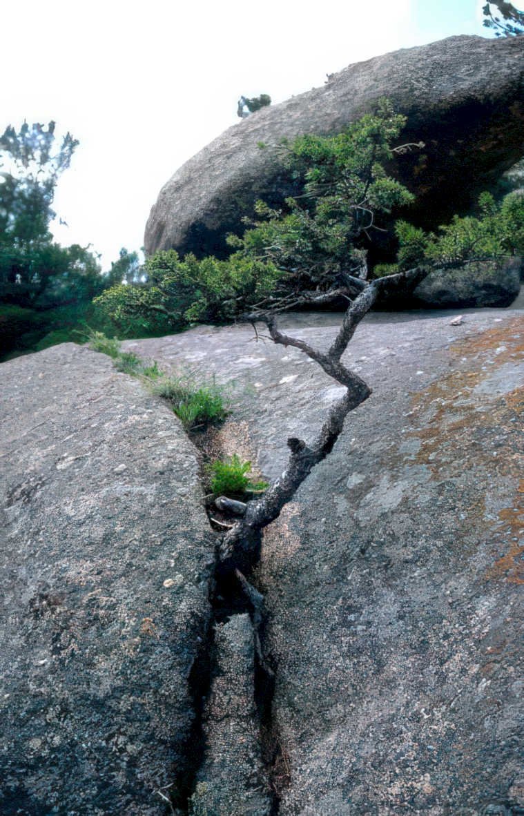 stone juniper limestone Vintage A4 Photo Print