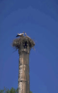 stork nest column 1980s 1990s A4 Photo Print
