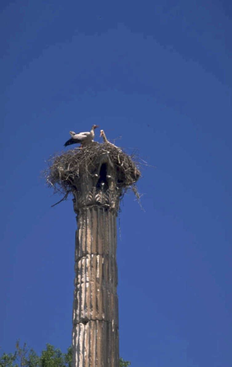 stork nest column 1980s 1990s A4 Photo Print