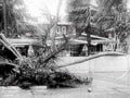storm palm debris1980s 1990s A4 Photo Print