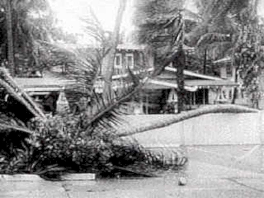 storm palm debris1980s 1990s A4 Photo Print