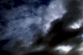 stormy birds vformation1980s 1990s A4 Photo Print