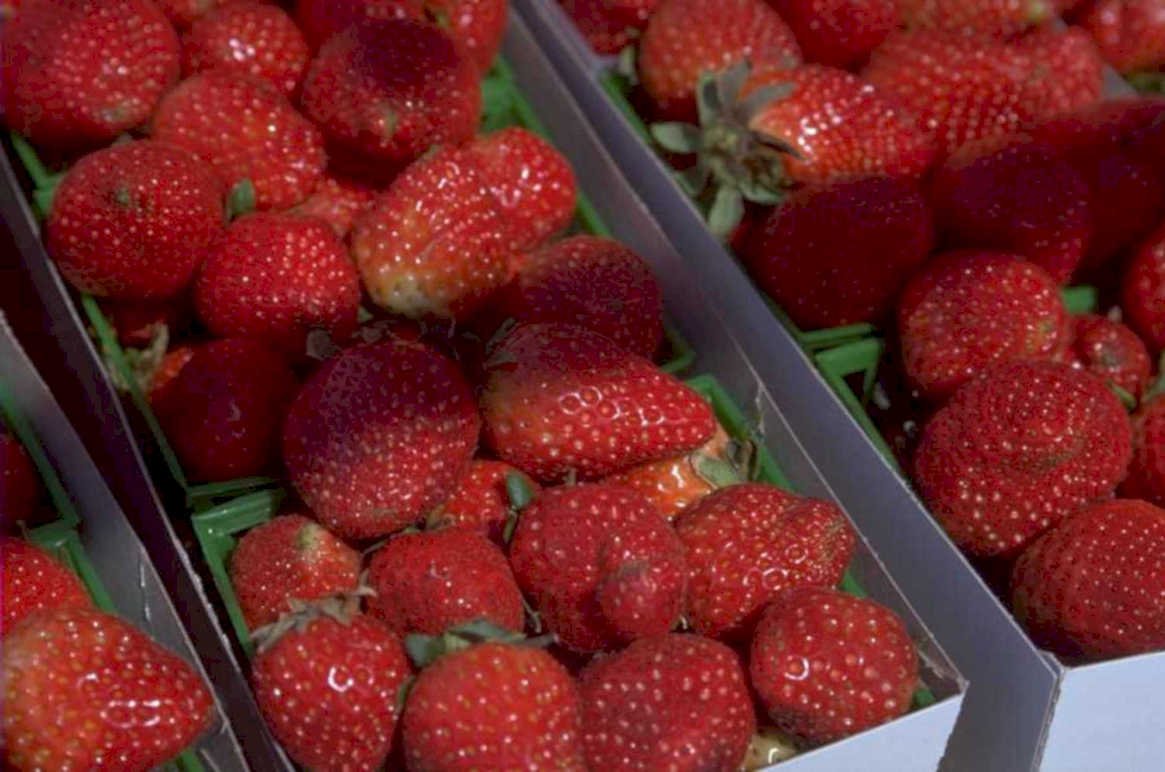 strawberries boxes display 1980s 1990s A4 Photo Print