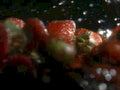 strawberries water bokeh1980s 1990s A4 Photo Print