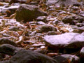 stream bed autumn1980s 1990s A4 Photo Print