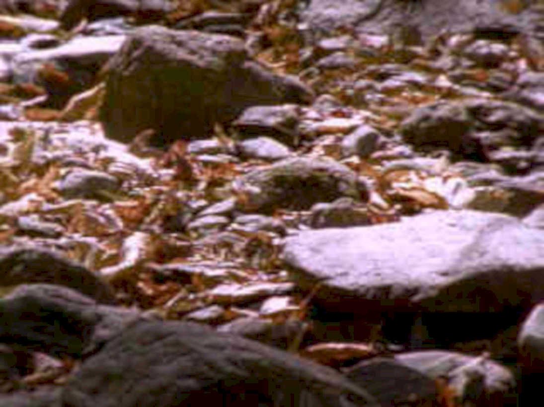 stream bed autumn1980s 1990s A4 Photo Print